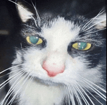 a black and white cat with yellow eyes