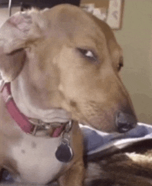 a brown and white dog wearing a red collar and a tag is looking at the camera .