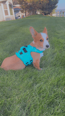 a small dog wearing a blue harness is laying in the grass