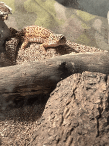 a lizard is sitting on a log in a rocky area