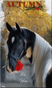 a black and white horse with a red rose in its mouth and the words " for you " below it