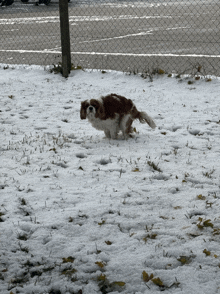 a small brown and white dog is running through the snow