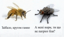 a picture of a bee and a picture of a fly with foreign text