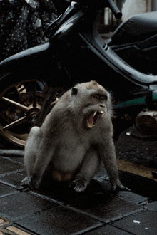 a monkey with its mouth open is sitting on the sidewalk next to a motorcycle