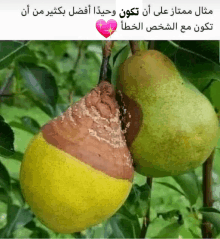 a picture of two pears on a tree with arabic writing on the bottom