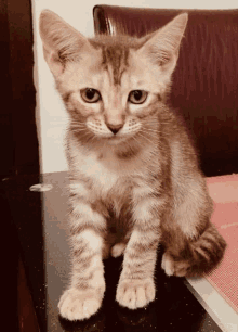 a small kitten sitting on a table with a purple cushion in the background