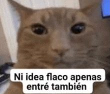 a close up of a cat with a caption that says ni idea flaco apenas entre tambien .