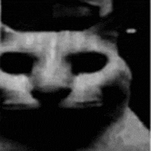 a black and white photo of a cat 's face with sunglasses on .