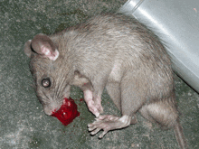 a dead rat is laying on the ground with a red object in its mouth