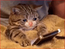 a cat is crying while looking at a phone