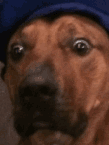 a close up of a dog wearing a blue hat with a surprised look on its face