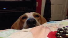 a brown and white dog laying on a blanket