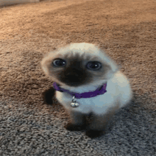 a small kitten wearing a purple collar and a bell