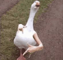 a white goose is standing on a dirt road with its arms and legs .