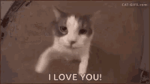 a close up of a cat 's face says `` i love you '' .