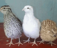 three quail are standing next to each other on a red surface .