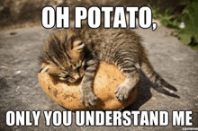 a kitten is laying on top of a potato with the caption `` oh potato , only you understand me ''