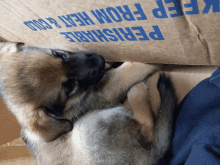 a puppy is laying under a cardboard box that says " keep from heat & cold "