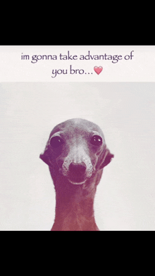 a picture of a meerkat with the words im gonna take advantage of you bro..