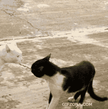 a black and white cat standing next to another cat with gifzona.com written on the bottom right