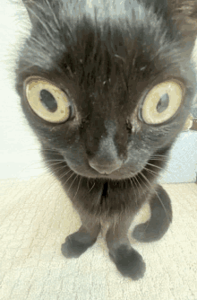 a close up of a black cat 's face with yellow eyes