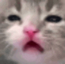 a close up of a cat 's face with a pink nose and a sad look on its face .