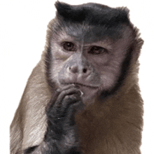 a close up of a monkey thinking with its hand on its chin