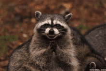 a raccoon with its paws folded and a memeful.com logo in the corner