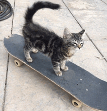 a cat standing on top of a skateboard on a concrete surface