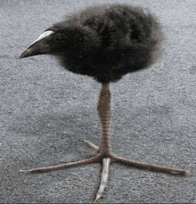 a black bird with a white beak is standing on a long leg