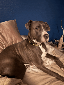 a dog is laying on a bed with a blue wall behind it