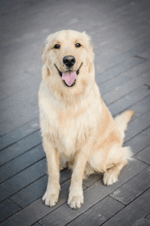 a dog is sitting on a wooden floor with its tongue hanging out