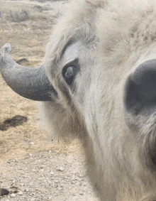 a close up of a bison 's eye and horn