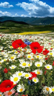 a field of daisies and red poppies with mountains in the background .