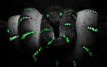 a close up of a snake with green glowing eyes and a black background .