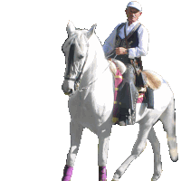 a man riding a white horse with purple socks on the legs