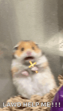 a hamster is holding a cross in its mouth and says lawd help me