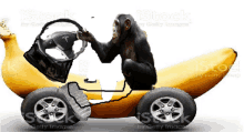 a chimpanzee is driving a banana car with a steering wheel