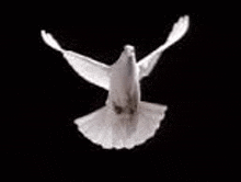 a white dove is flying in the air with its wings spread .