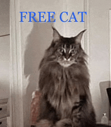 a picture of a cat with the words free cat written above it