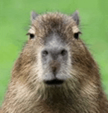 a capybara looking at the camera with a green background .