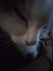 a close up of a cat 's face with a dark background