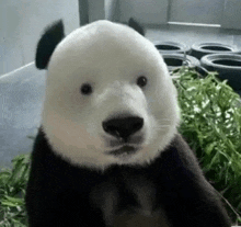 a panda bear is standing next to a pile of tires and eating bamboo leaves .