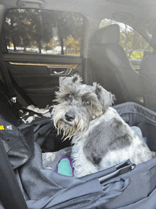 a small dog is sitting in the back of a car