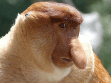 a close up of a brown and white animal with a long nose