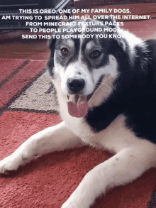 a black and white dog laying on a red rug with a caption that says " this is oreo one of my family dogs "