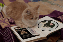 a cat laying on a blanket looking at an open book titled record blank