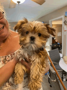 a woman holding a small brown and white dog