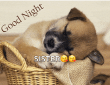 a puppy sleeping in a basket with the words good night sister