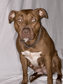 a brown and white dog with a chain around its neck looks at the camera